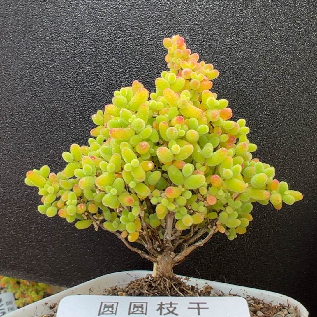 dy3405精控蜜橘糖球冠幅6.5cm