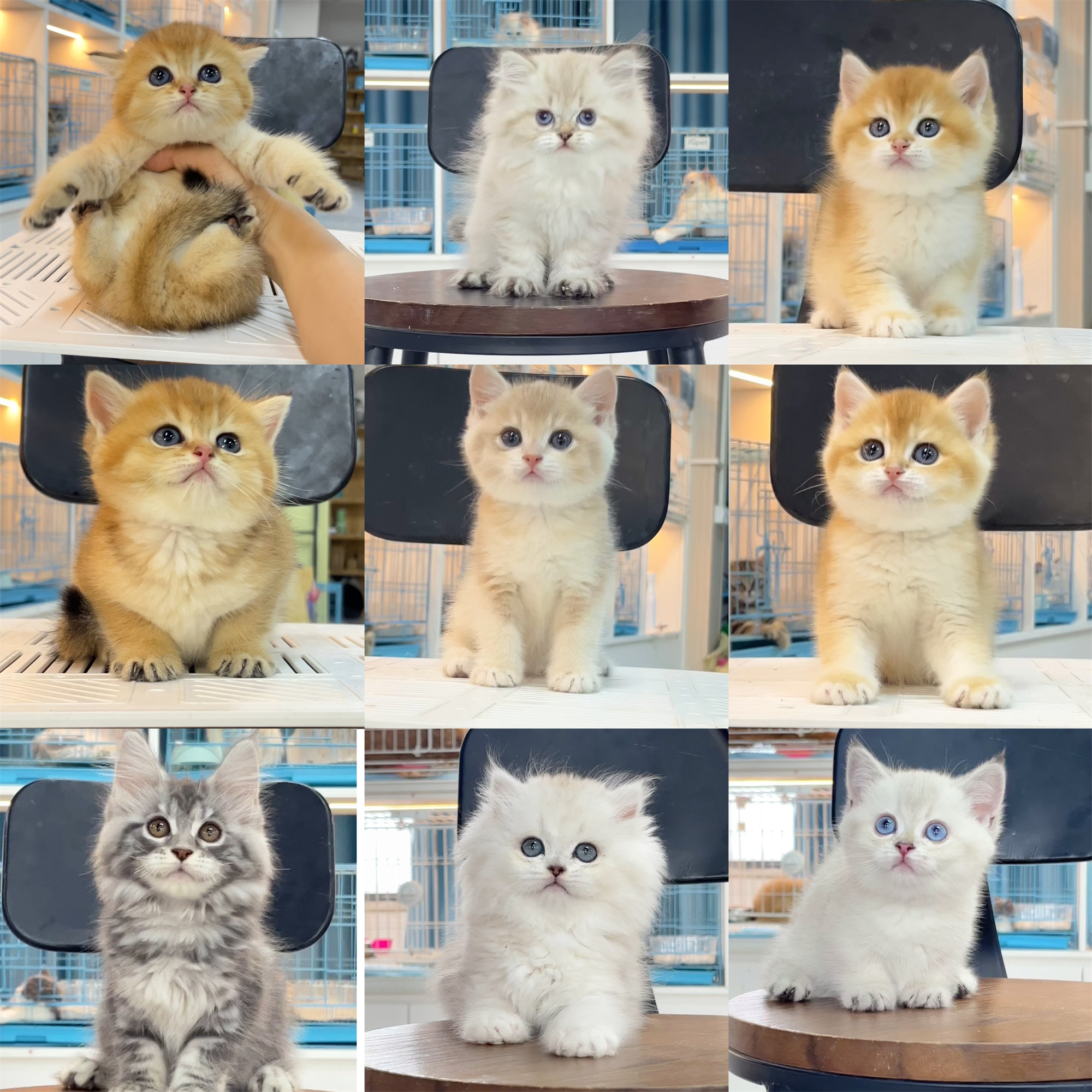 【皮皮家】活体猫咪全款链接270