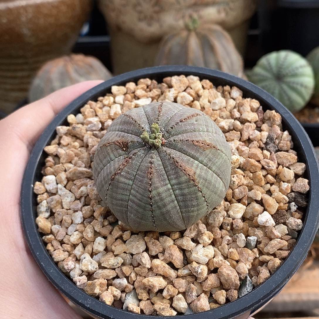 欧系实生布纹球多肉植物