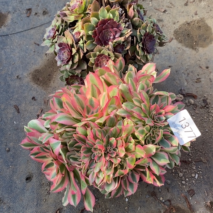 两盆多肉断头不包1377