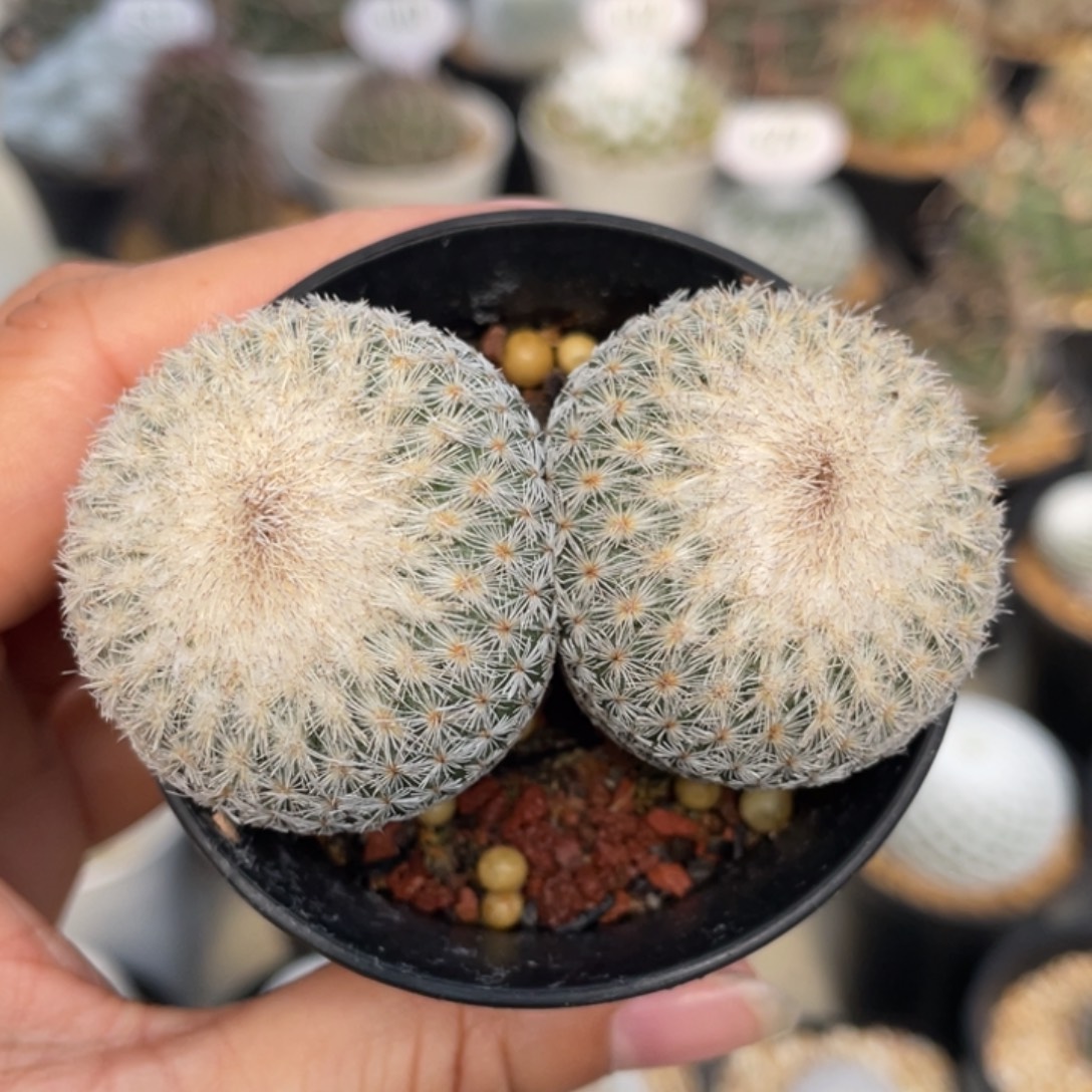 月世界           实生根