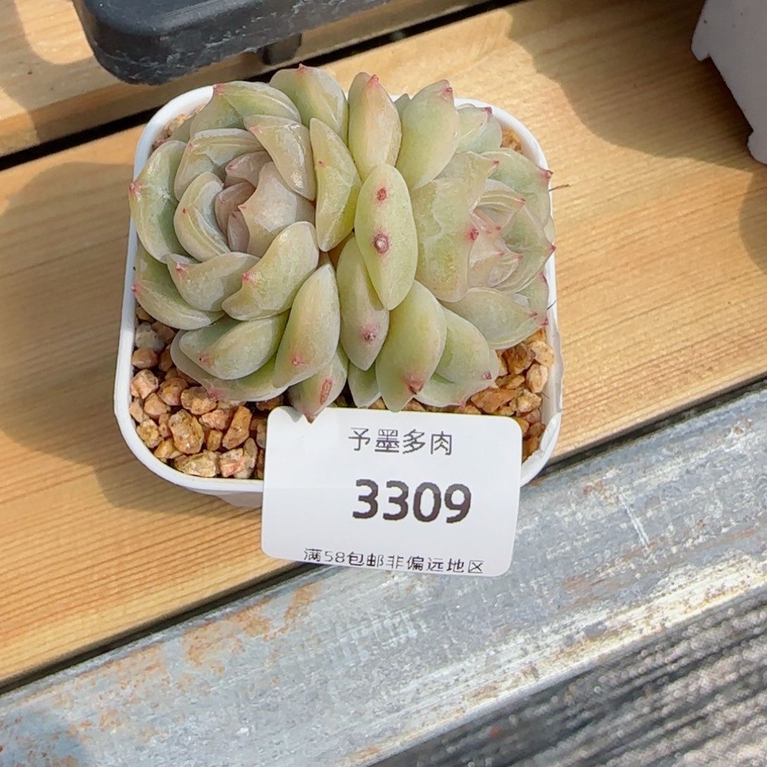 艳粉恋，3309多肉植物