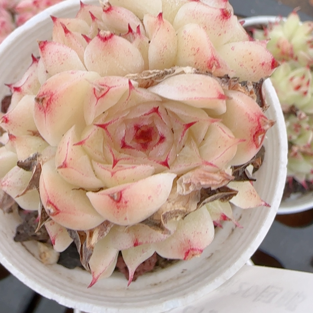 小****花语多肉1225-173散