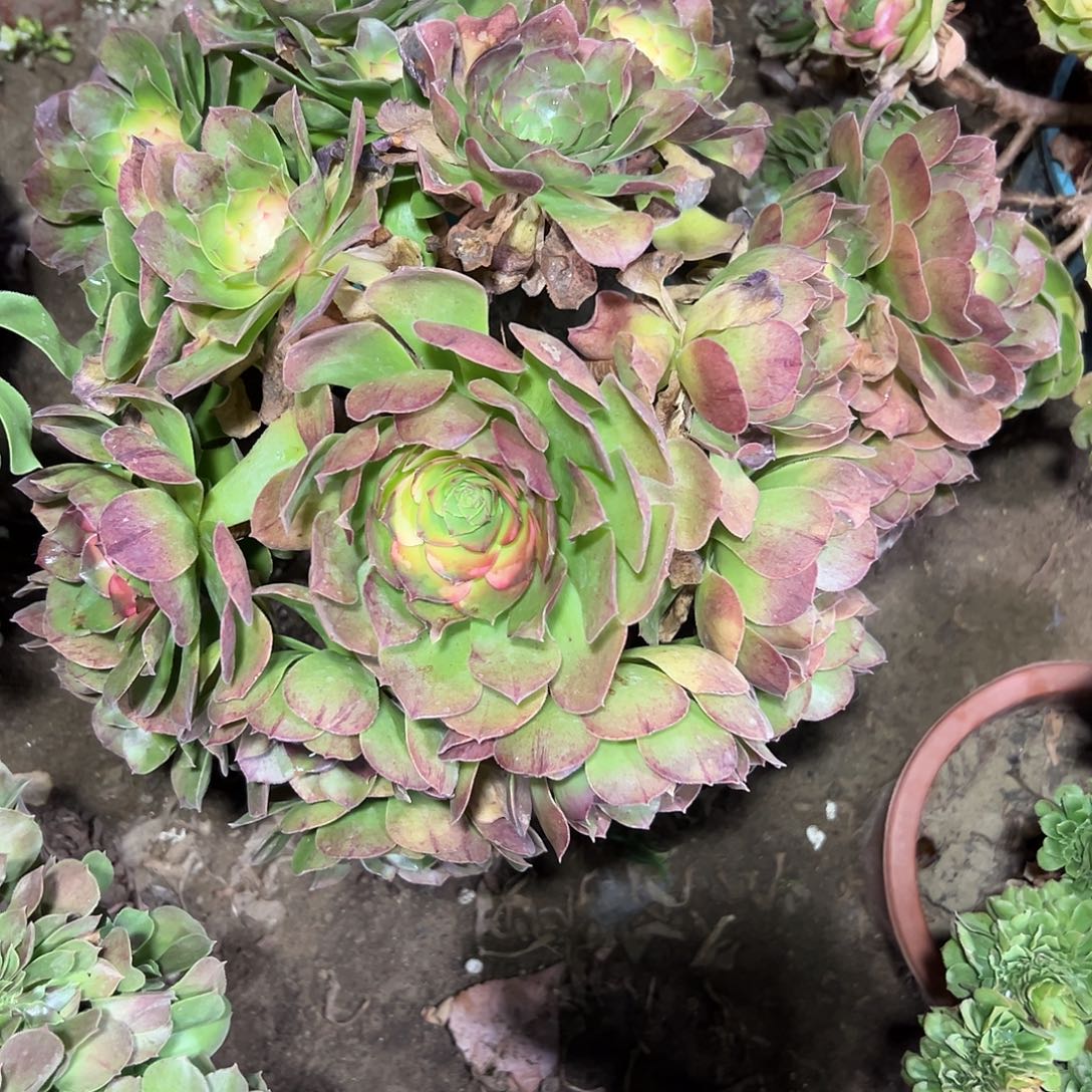 多肉393植物万圣节法师