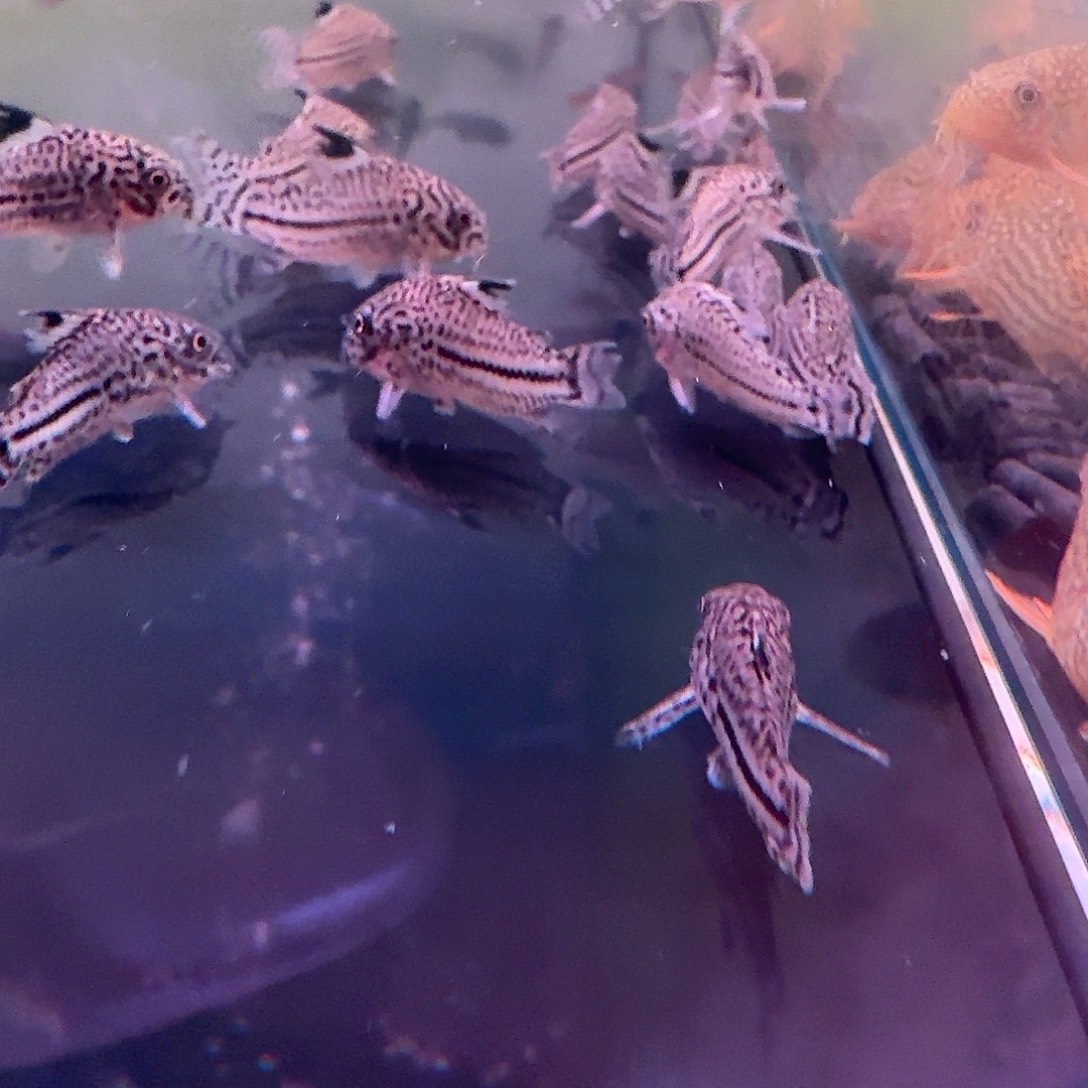 海水鱼珍珠鼠3豹鼠3