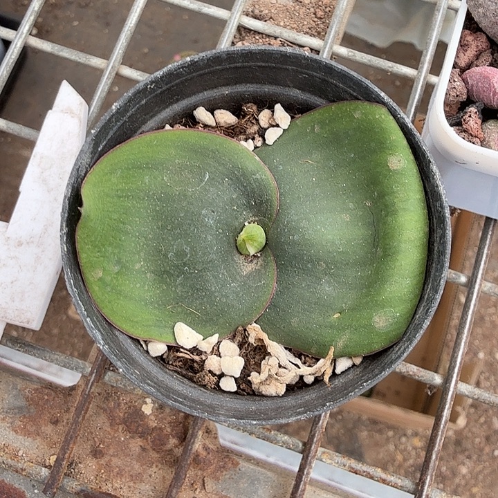 艳镜块根带盆6仙人球