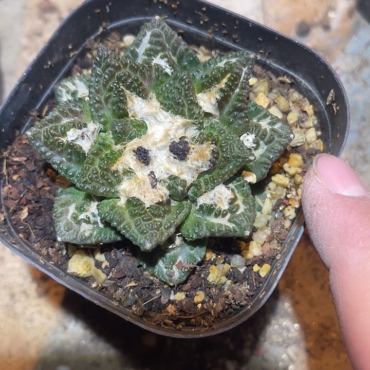 满38包邮2天凑单，脱土晾根发货多肉植物