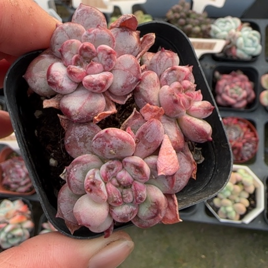 19粉珍妮多肉植物多