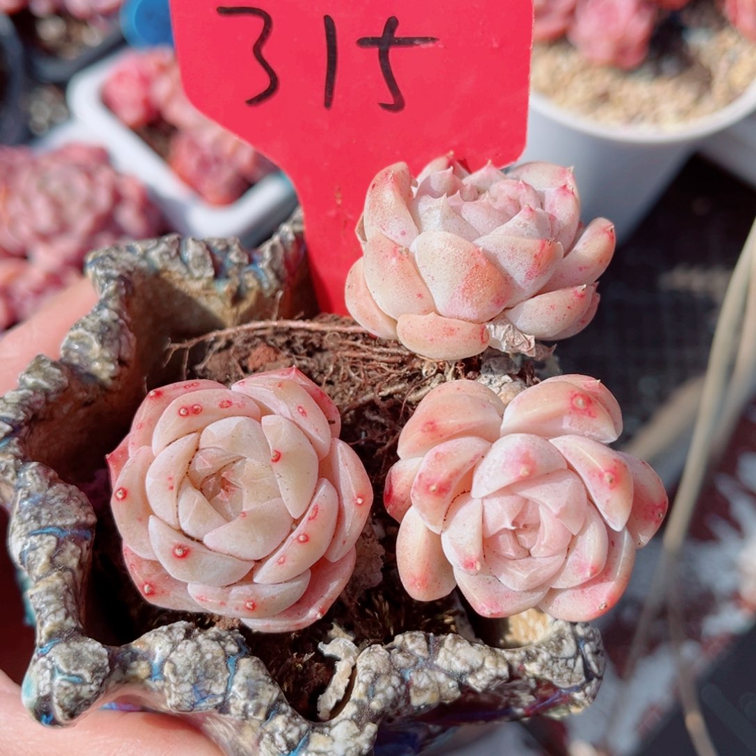 315号小老桩奶油玫瑰双头带个单头