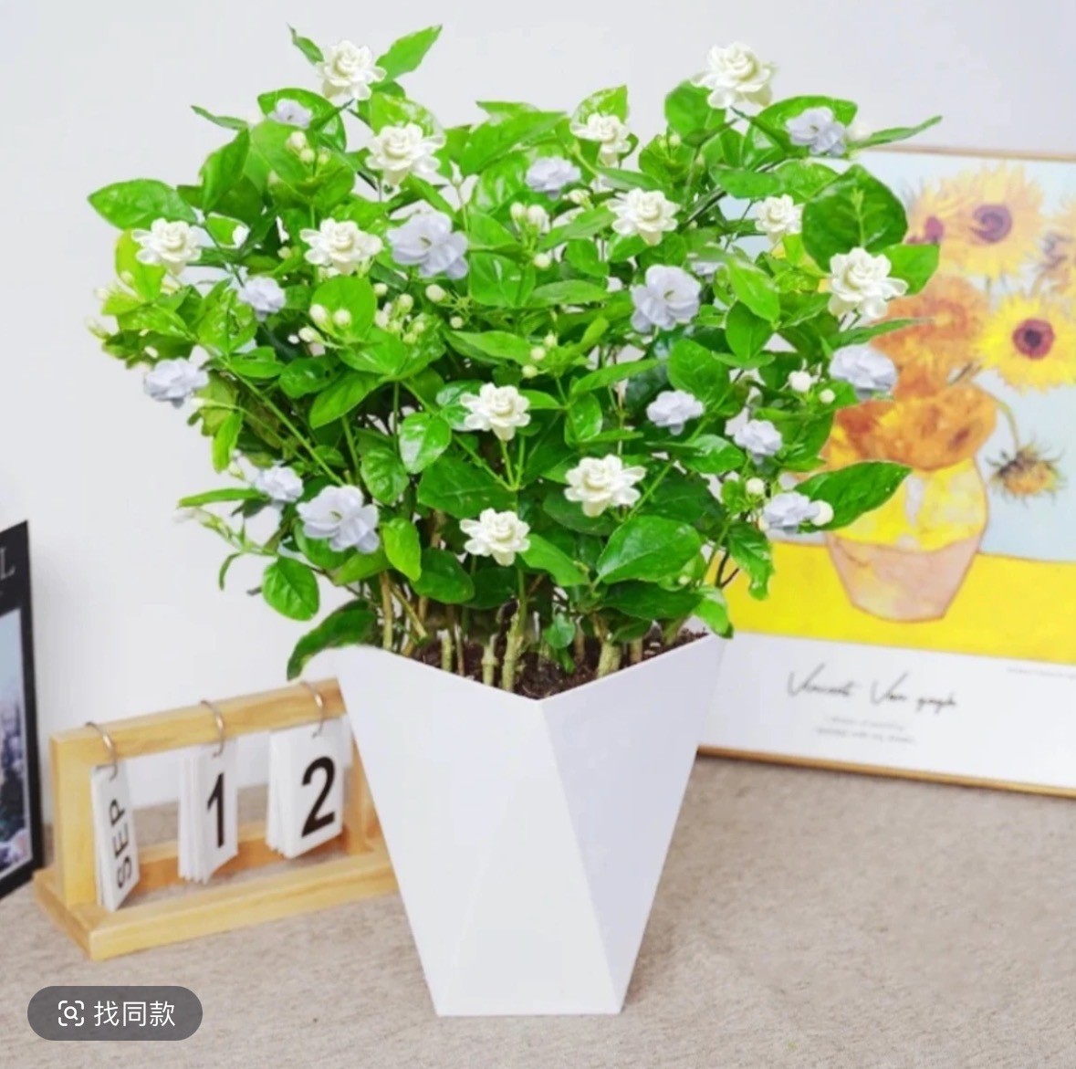 茉莉花盆栽重瓣浓香开花四季不断好养室内阳台花卉绿植x