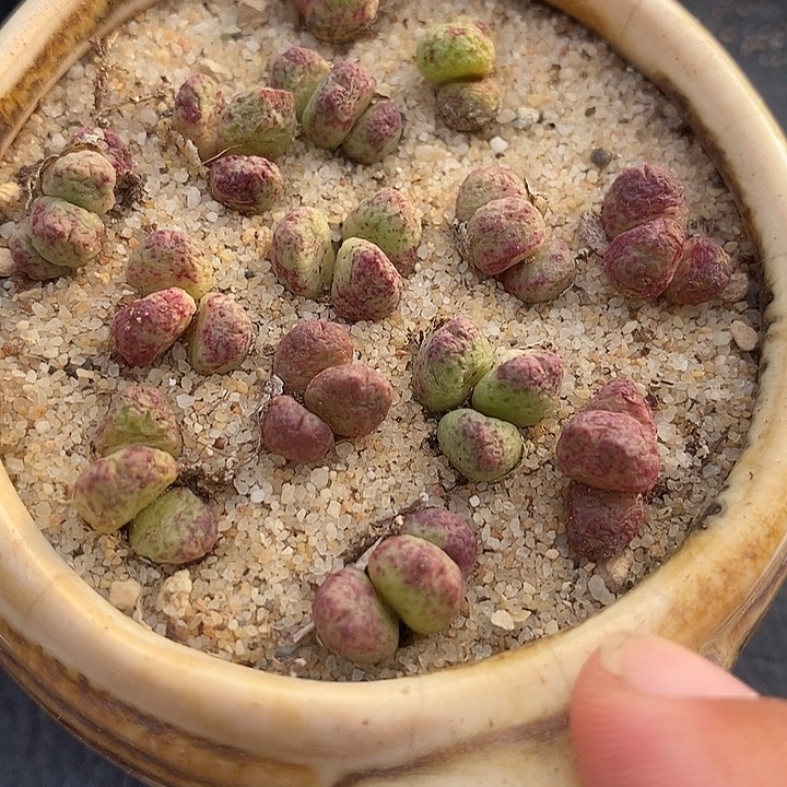 10525一盒斑马样本