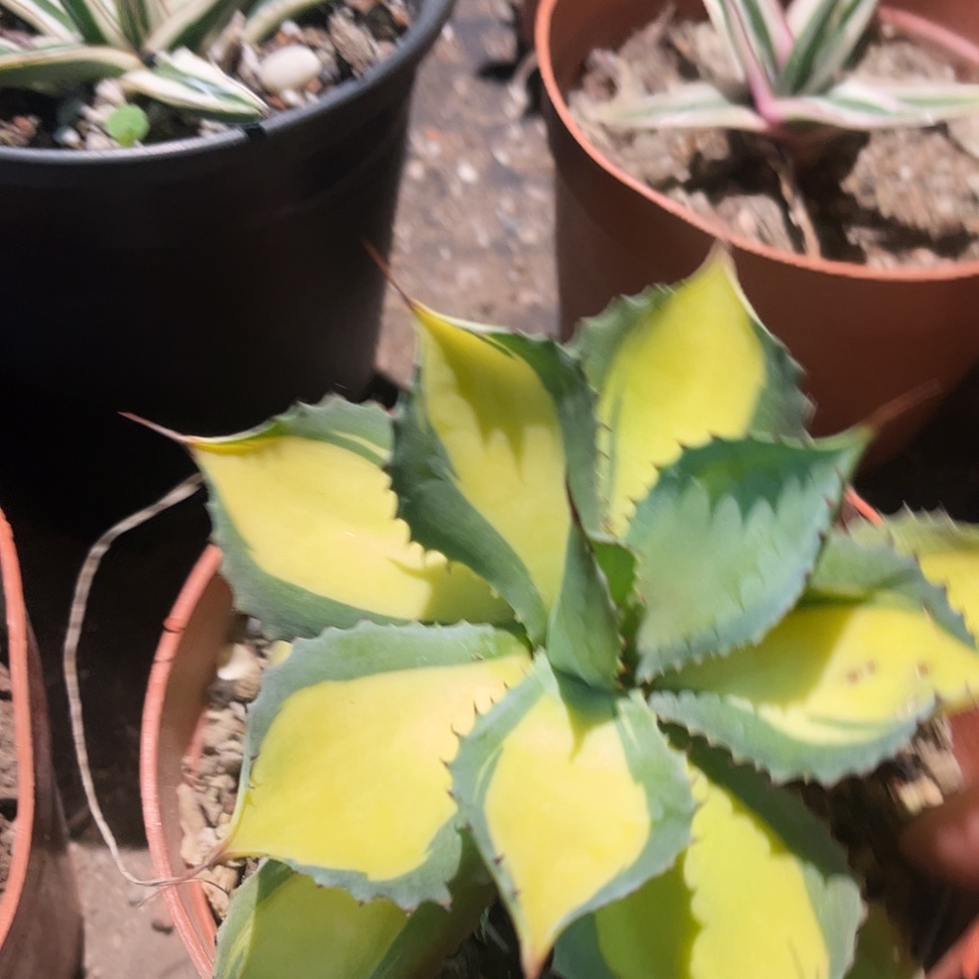 用***7山宅雷神黄中龙舌兰