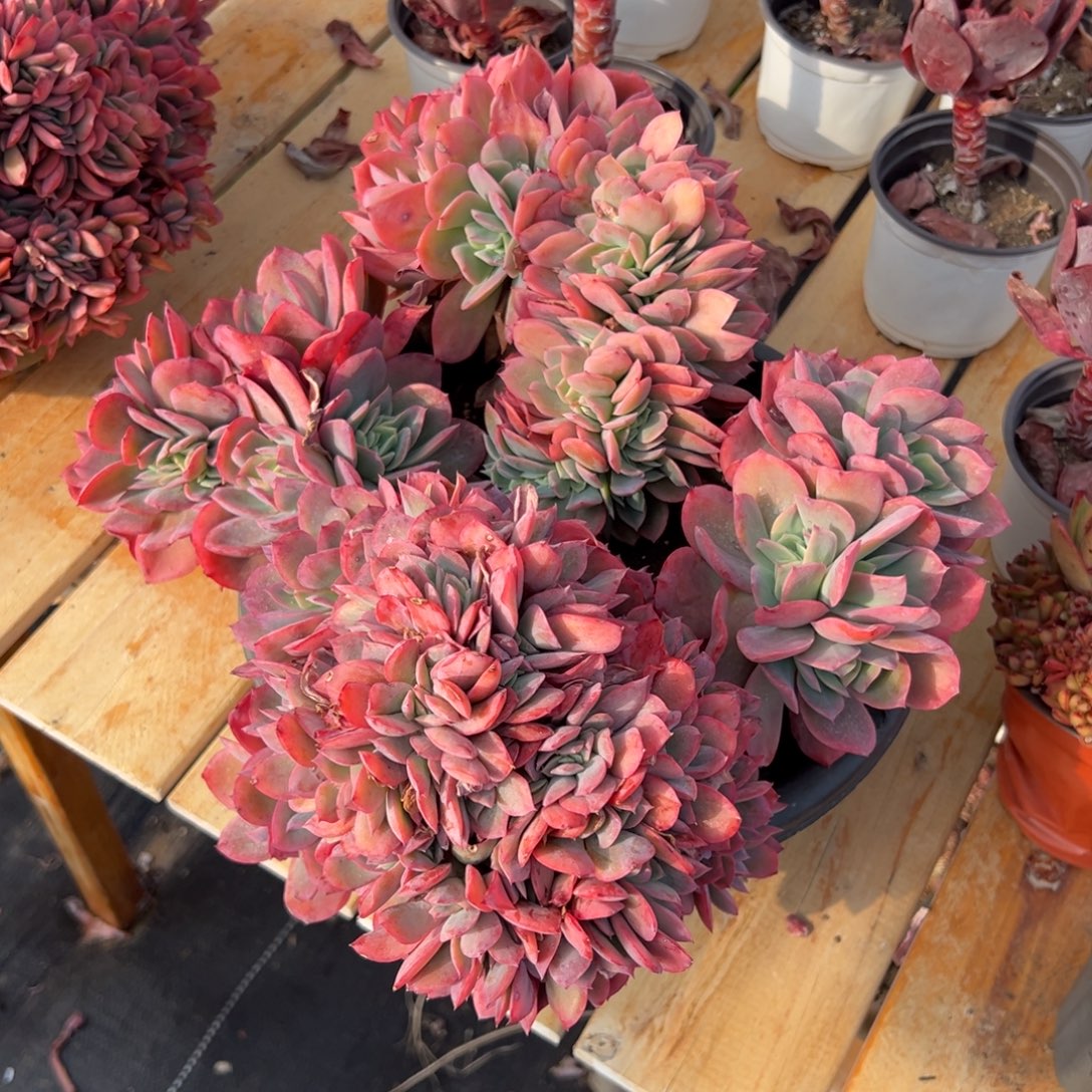 多肉大群绮罗仙子缀【非偏远地区满18包邮】