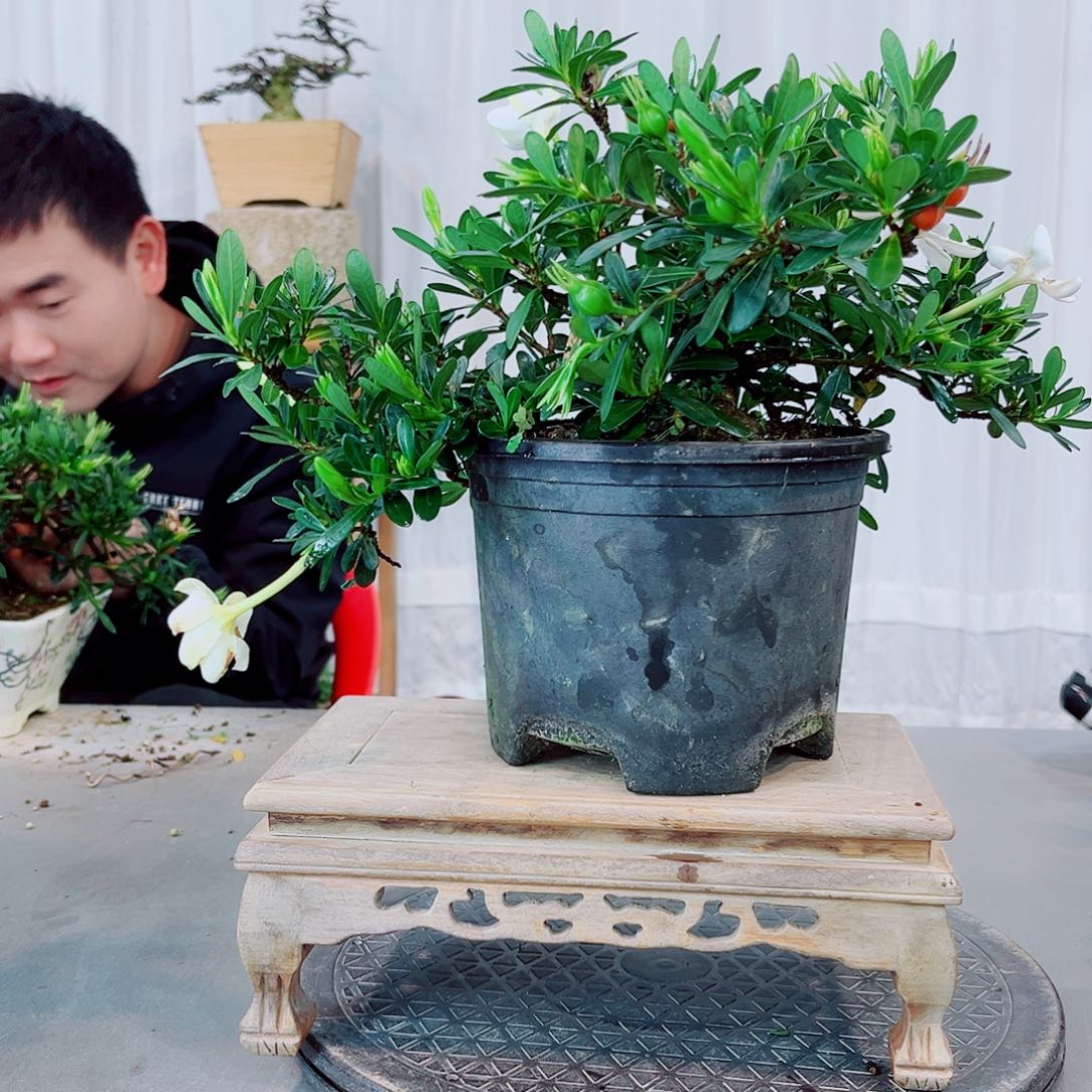 上***水腊玉栀子花花花花