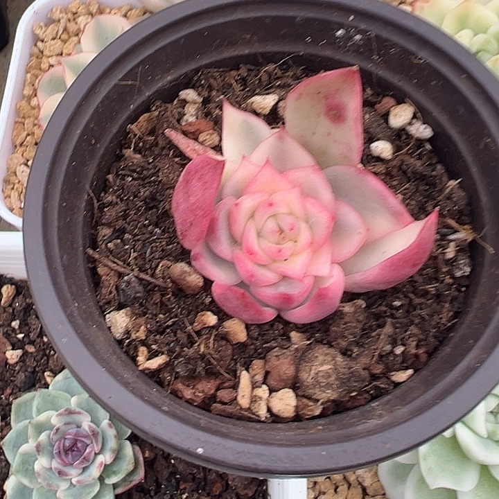 佛洛瑞安娜锦多肉植物