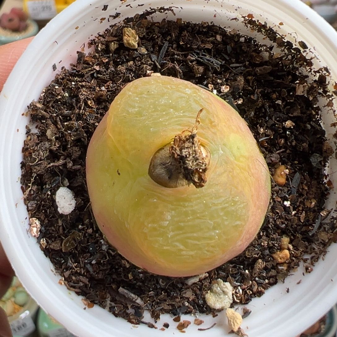 多肉植物296号毛毛