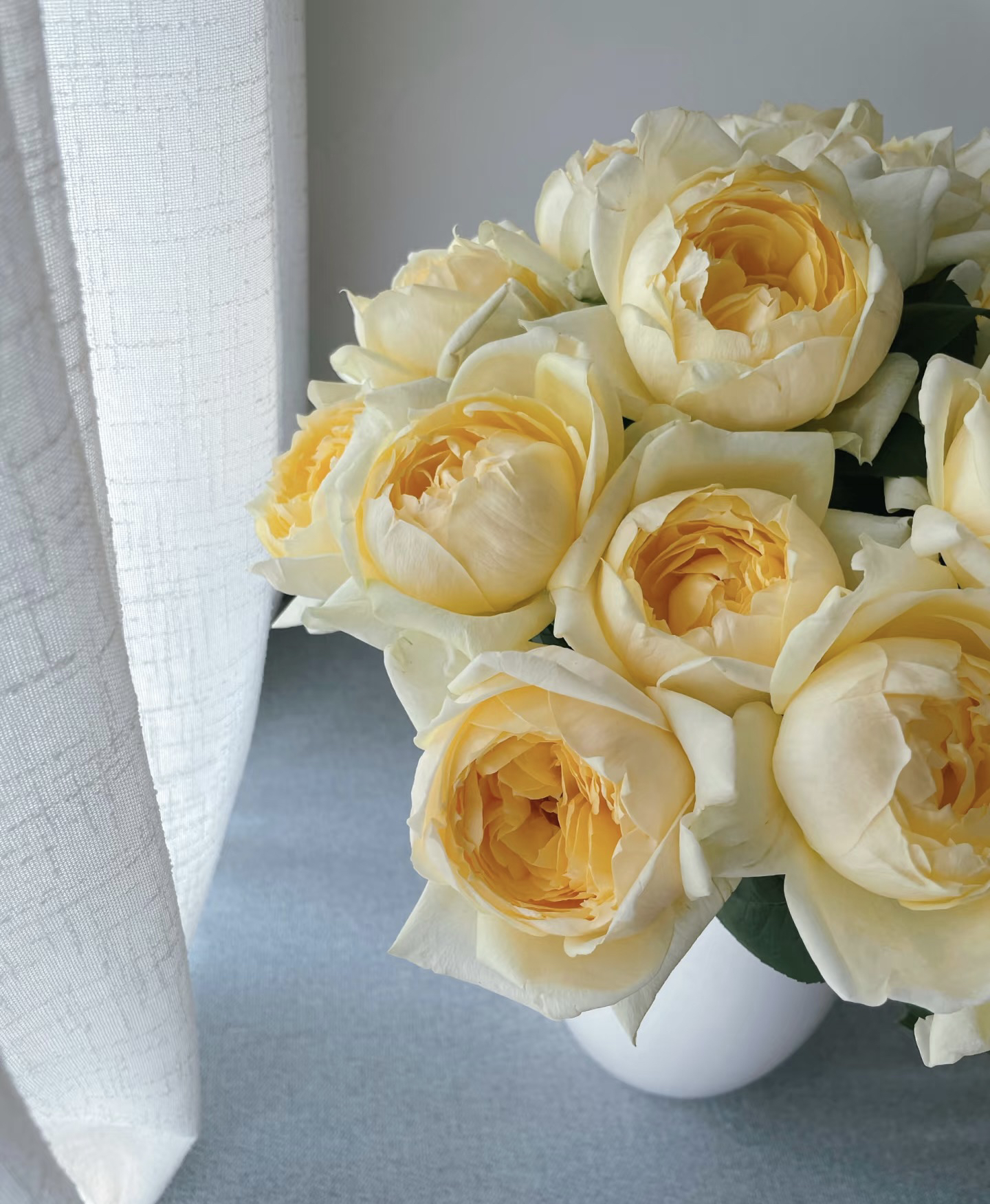 【伊芙金伯爵 】浓香 大花 抗病 耐热 勤花 多花 多季开花灌木