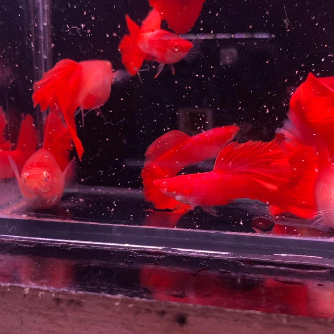 独***。孔雀鱼精品血红四对