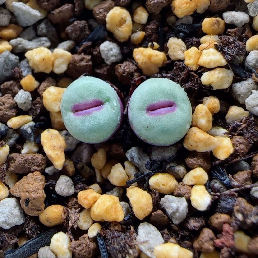 2-6-3-2当天满58包邮特选小型嘟嘟嘴0.7cm脱土