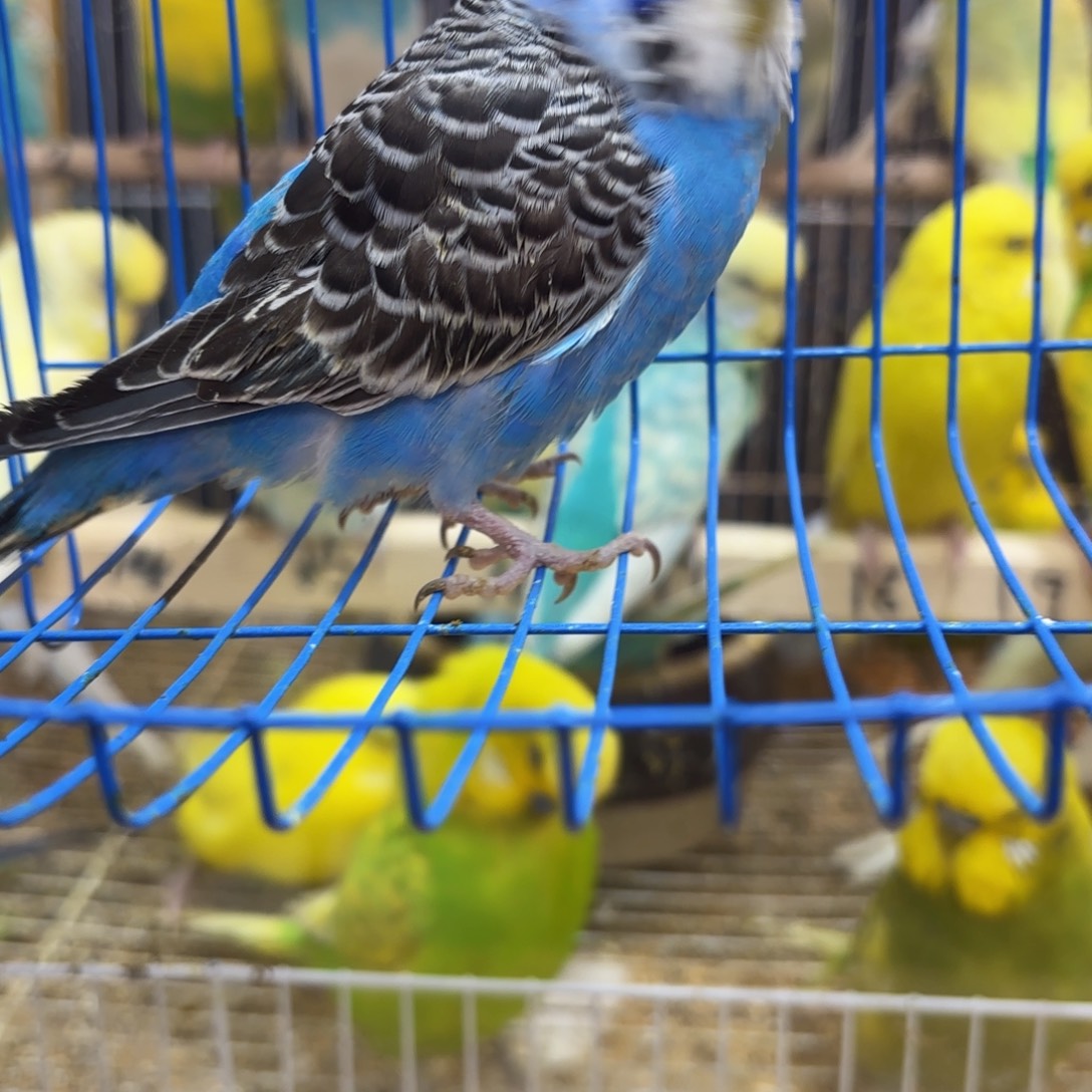 虎皮鹦鹉特价小头