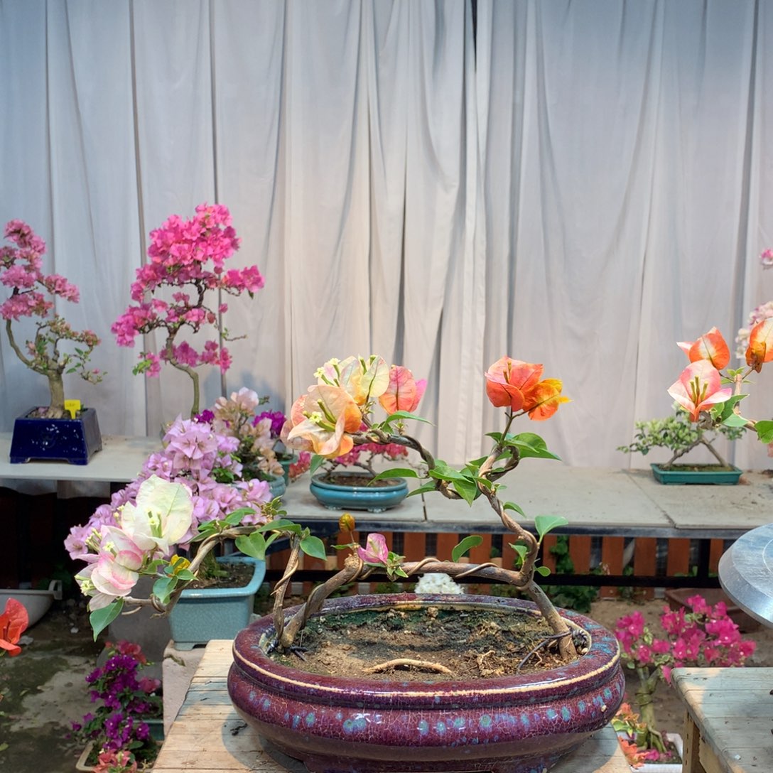 大量花朵（建议范围：8朵-15朵 或40%以上）