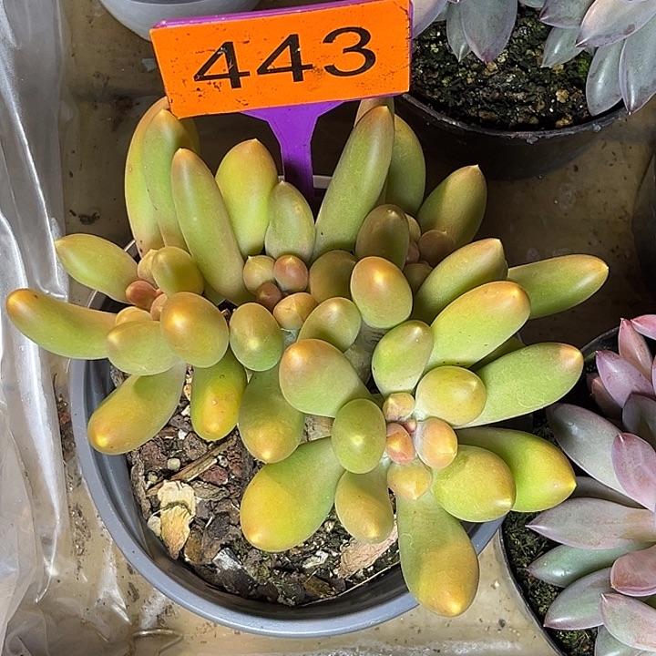 多肉植物朱砂孔雀443