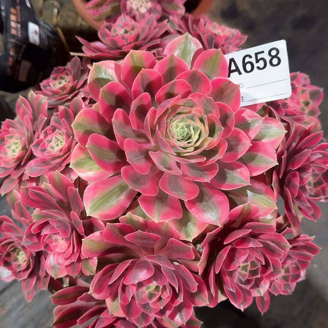 回***3女妖多肉法师a658