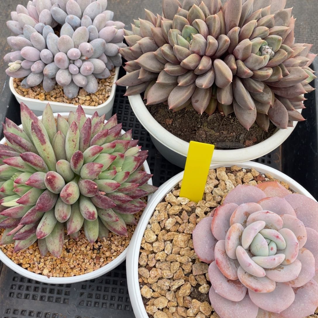 姐姐说她真的有男朋友