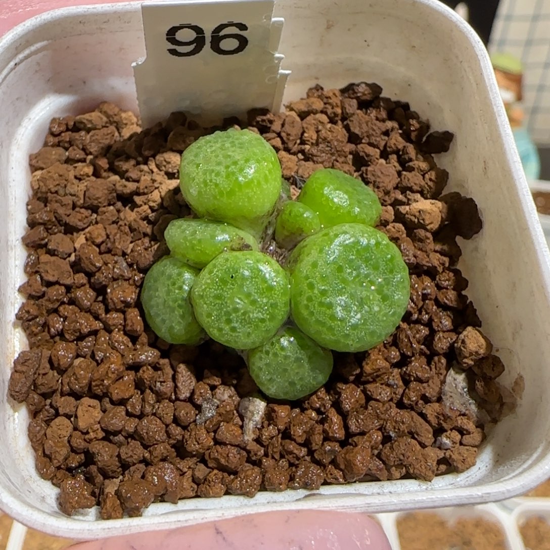 肉锥多肉植物组合-青团福利1191