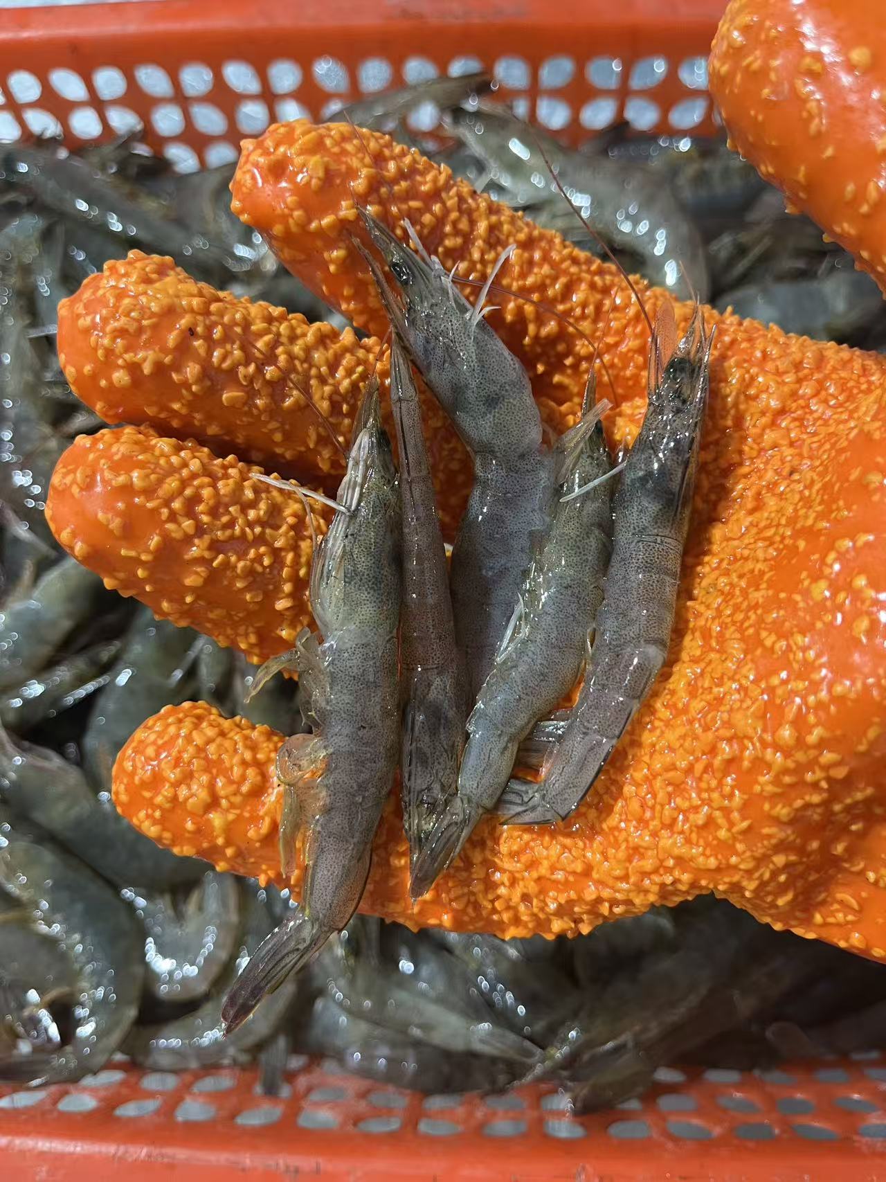 净 4斤 （4包）小海虾 油炸虾 5cm左右 海捕活虾速冻（嫌小勿拍）青岛