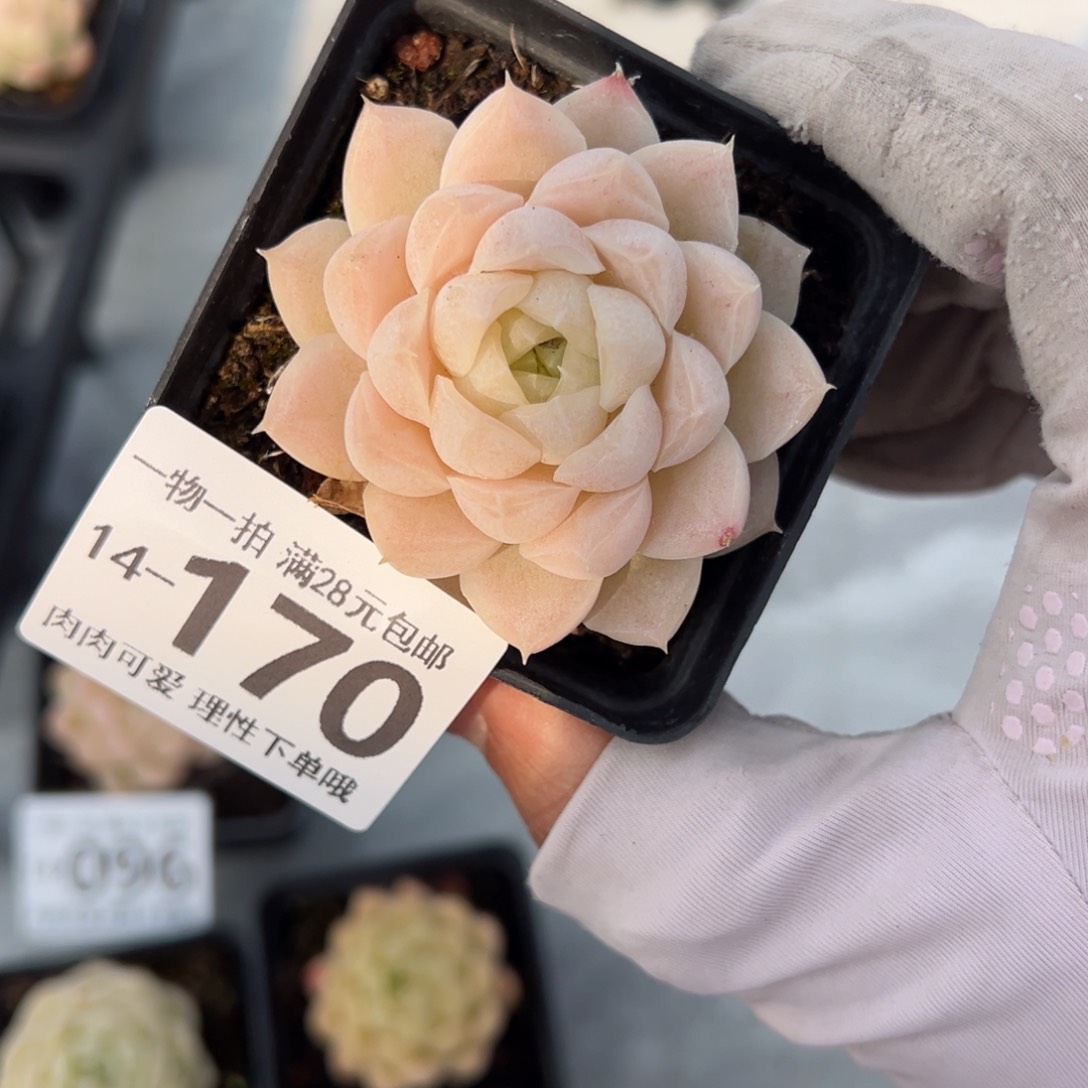 麦秆，多肉多肉多肉多肉