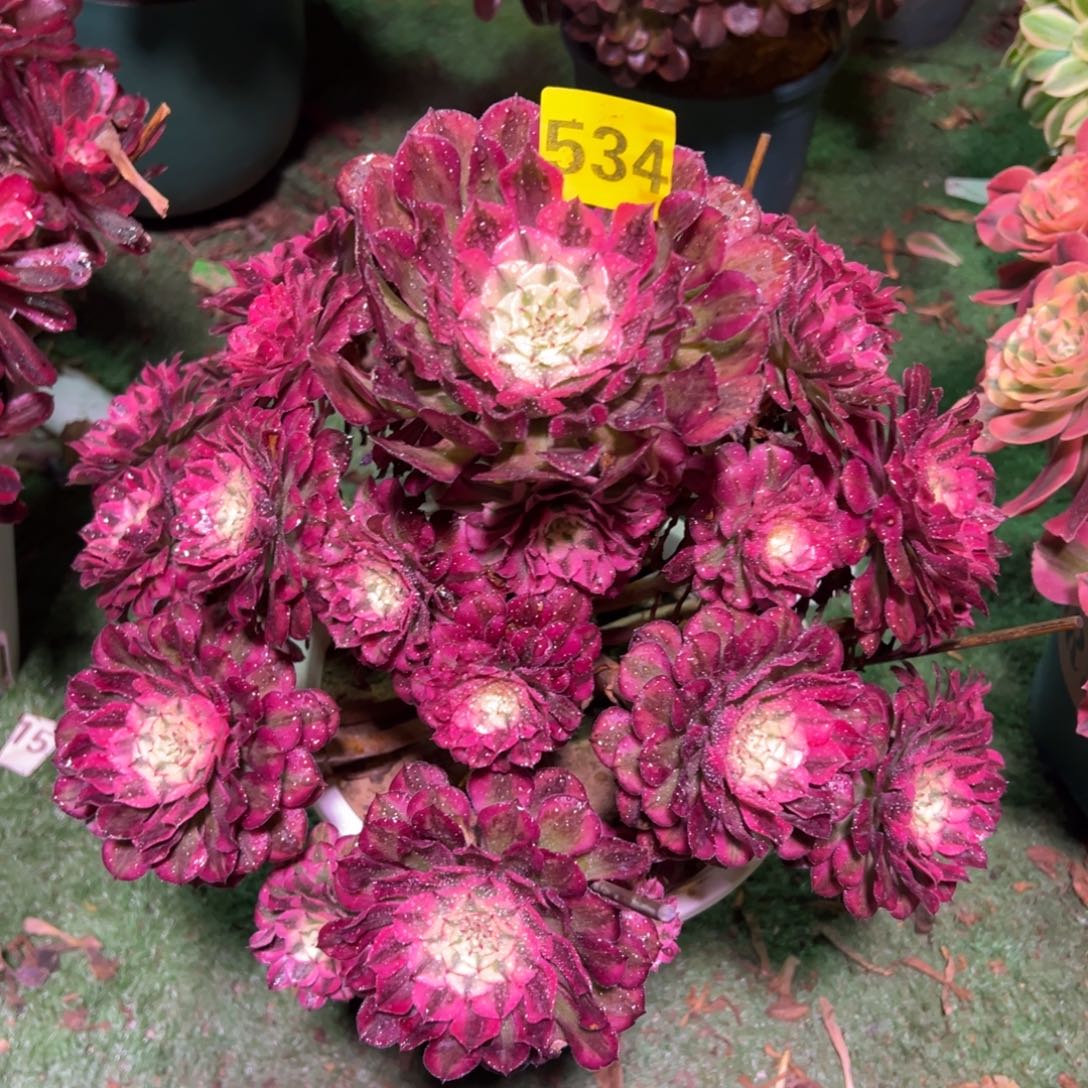 534红铜白法师多肉植物