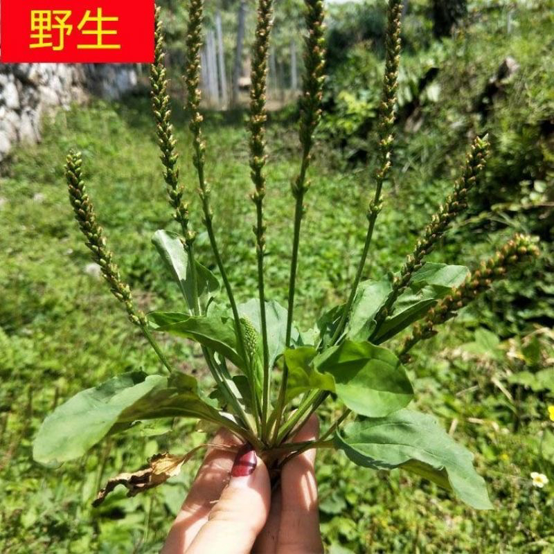 正宗野生车前草干货夏季泡水神器（少量杂质介意勿拍）