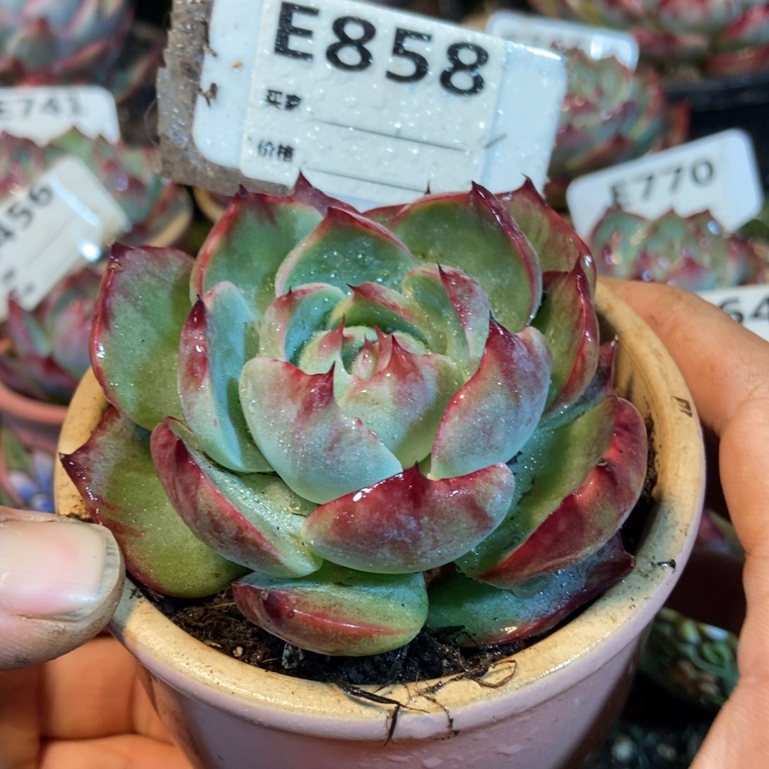 惊鸿一瞥858号多肉