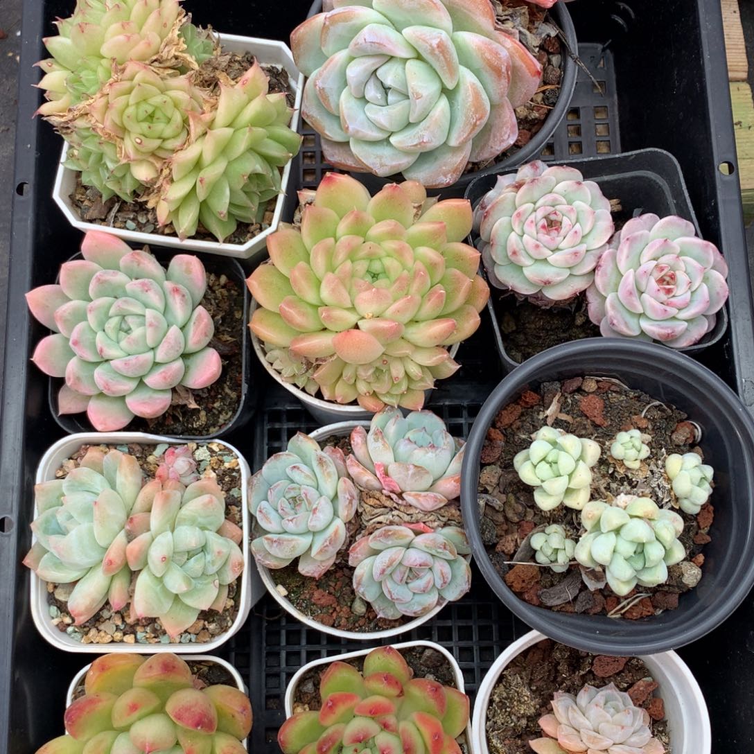 1121-66 套餐一组