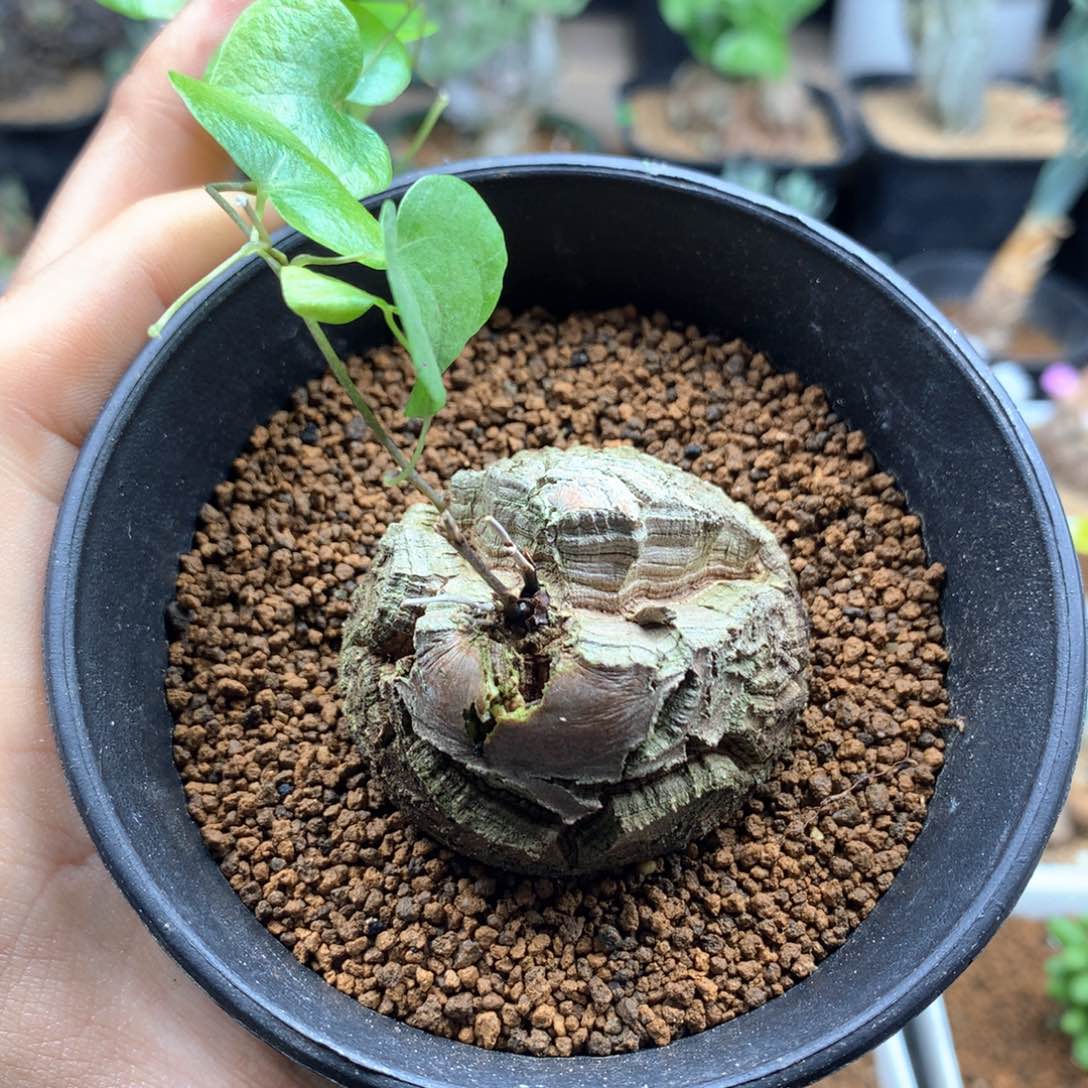 南非龟甲龙带盆发货