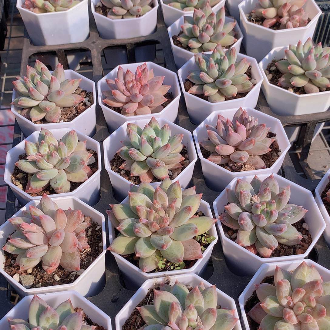 单头幻影美人245778900000