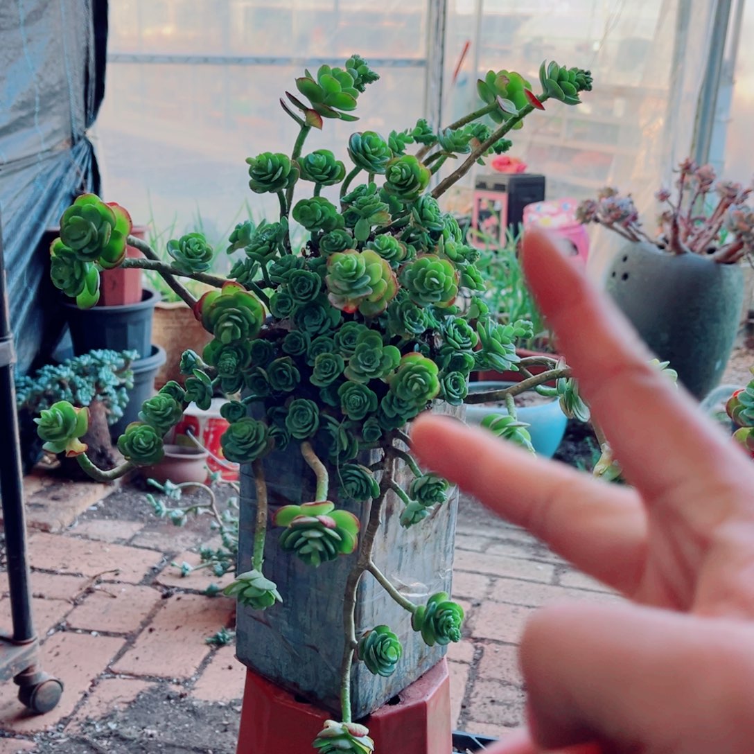 薄化妆两颗大群的