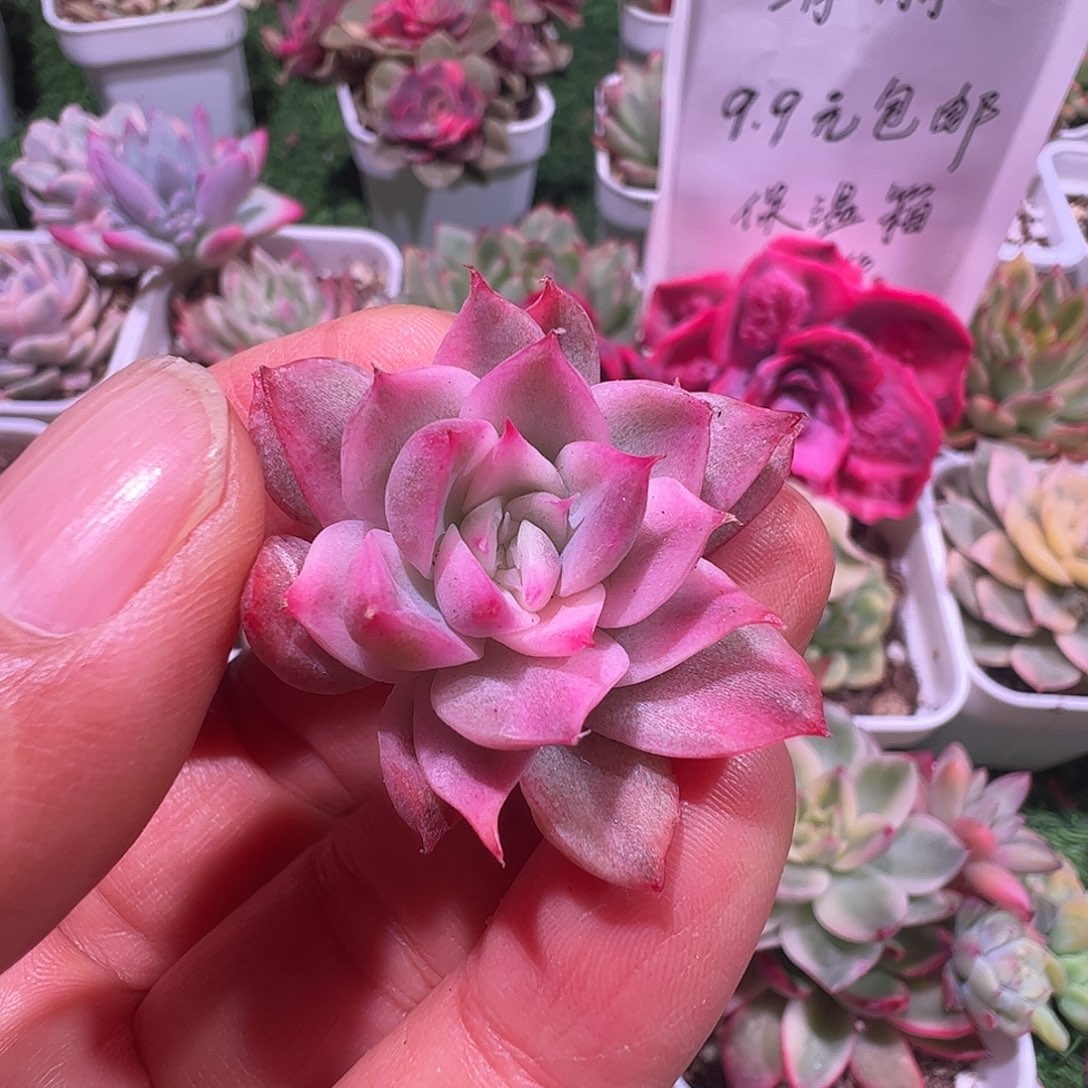 ****香多肉植物多肉植物