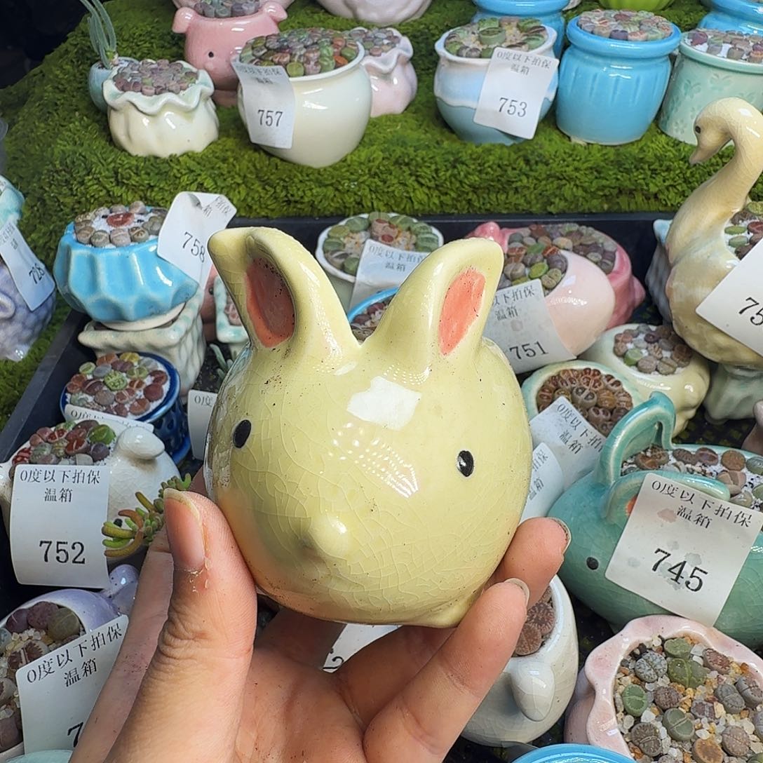 芹***多肉葡萄的味道真的767