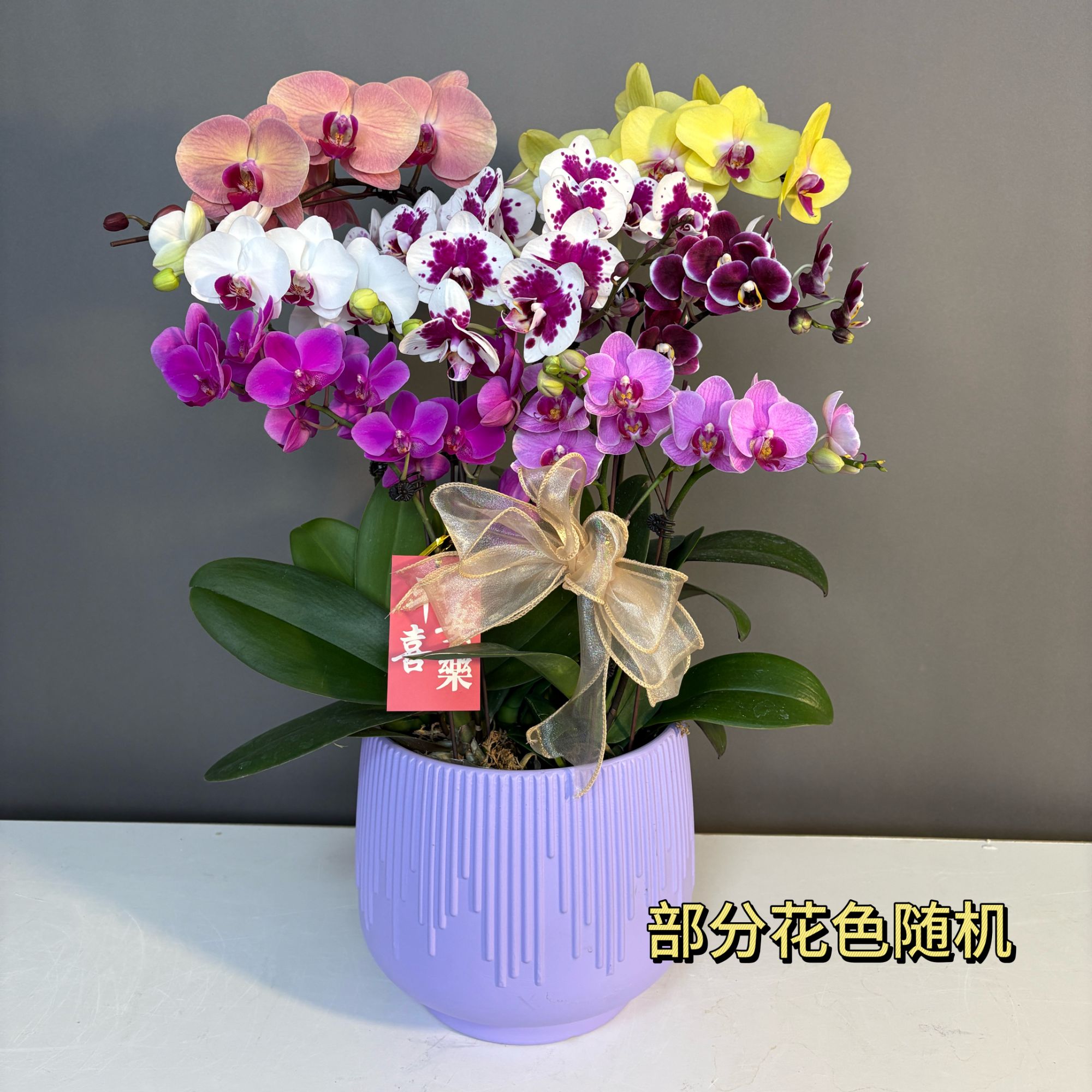 【全家福】蝴蝶兰鲜花精致组盆开花株室内绿植乔迁结婚送礼佳品