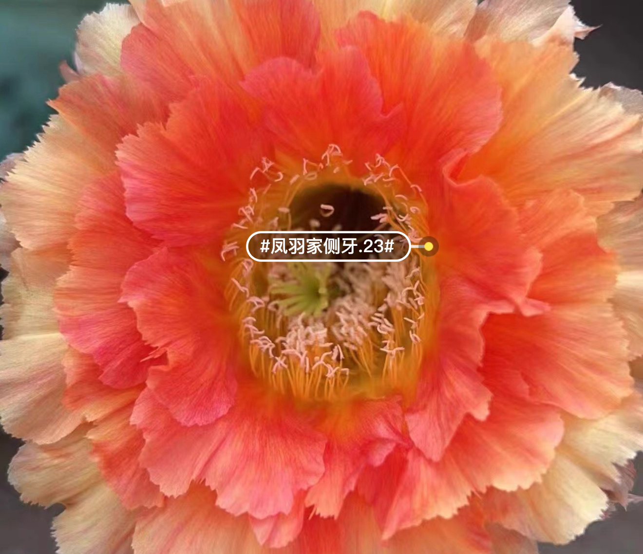 凤羽23号侧牙4公分