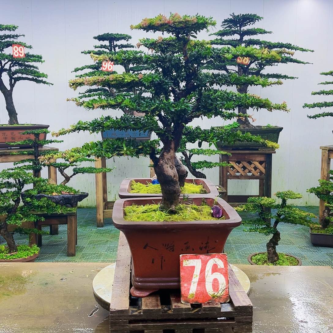 完全开放罗汉松盆景艺术