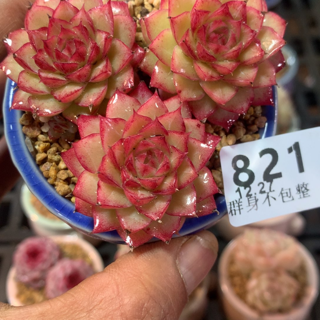 精控拇指盆12.27821