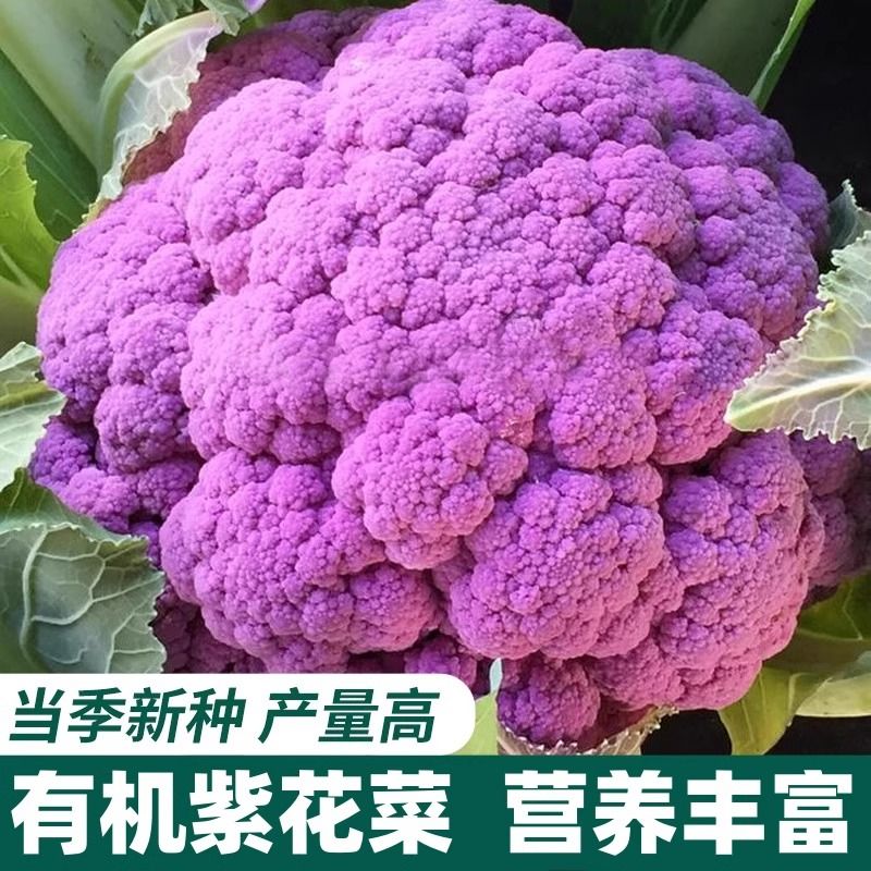 紫色花菜种子 花椰菜西蓝花松花菜种籽四季蔬菜种子阳台小院种植