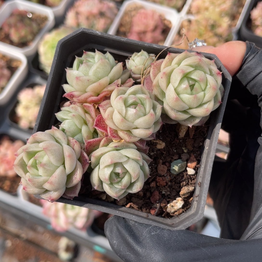 优选麦秆圆包透1242