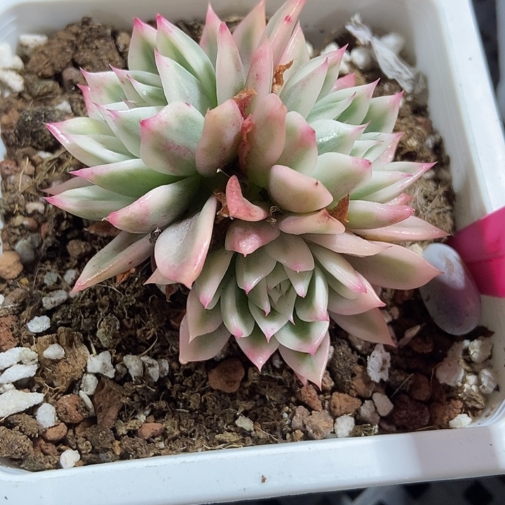 多肉植物蝴蝶飞锦9多肉