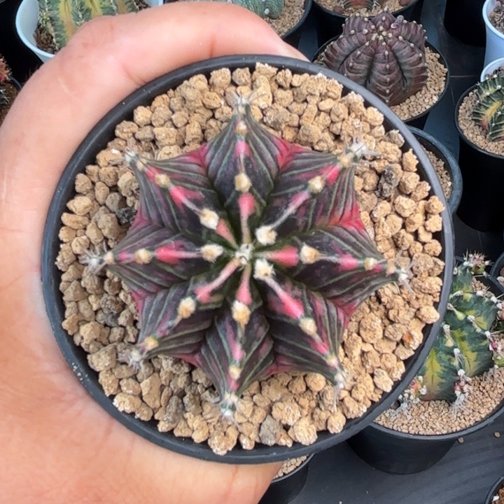 泰系米哈仙人球实生20