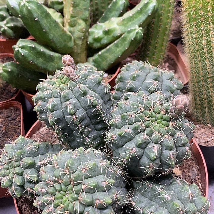 超大群非花玉一物一拍118