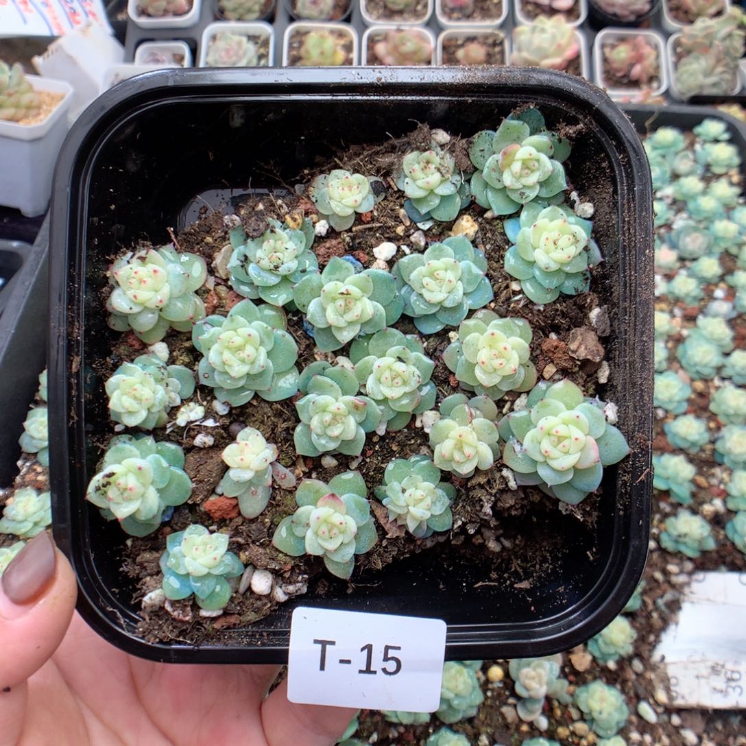 无花朵T15寒绯珍妮